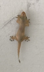 Hemidactylus frenatus