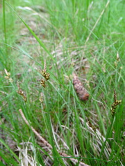 Carex pilulifera