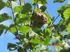 Eriosoma lanuginosum