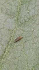 Insecta