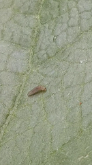 Insecta