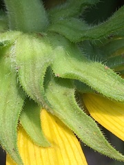 Helianthus resinosus