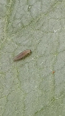 Insecta
