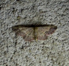 Idaea efflorata