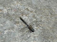 Phanogomphus kurilis