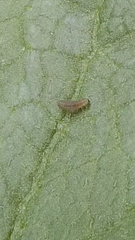 Insecta