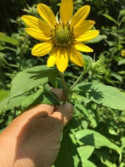 Helianthus resinosus