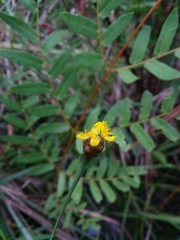 Xyris louisianica