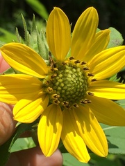 Helianthus resinosus