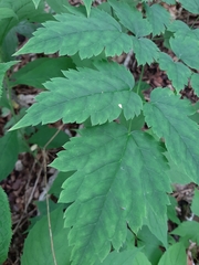 Actaea pachypoda