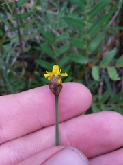 Xyris louisianica
