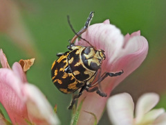 Pachybrachis hippophaes