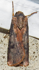 Agrotis malefida