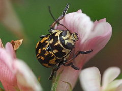 Pachybrachis hippophaes