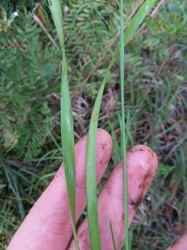 Image of Xyris louisianica by (c) Will McFarland, some rights reserved (CC BY)