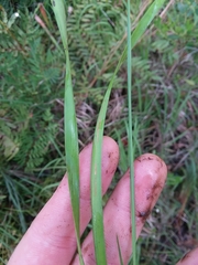 Xyris louisianica