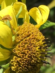 Helianthus resinosus