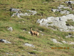 Rupicapra pyrenaica parva