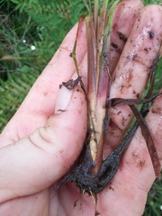 Xyris louisianica
