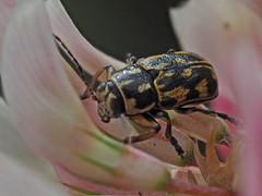 Pachybrachis hippophaes