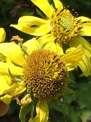 Helianthus resinosus