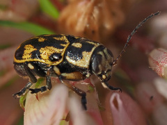 Pachybrachis hippophaes