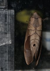 Paralebeda plagifera