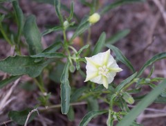 Chamaesaracha edwardsiana