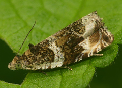 Olethreutes versicolorana