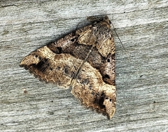 Hypena edictalis
