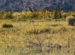 Cleomella plocasperma