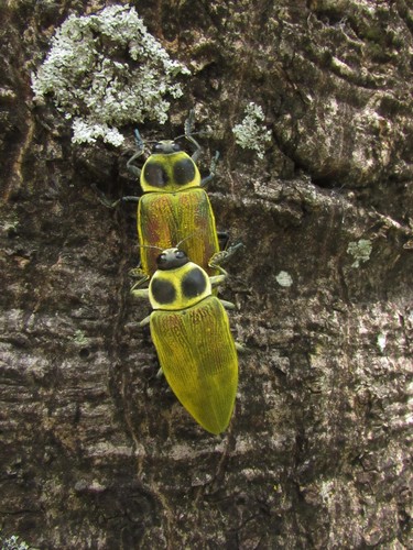 Ceiba Borer