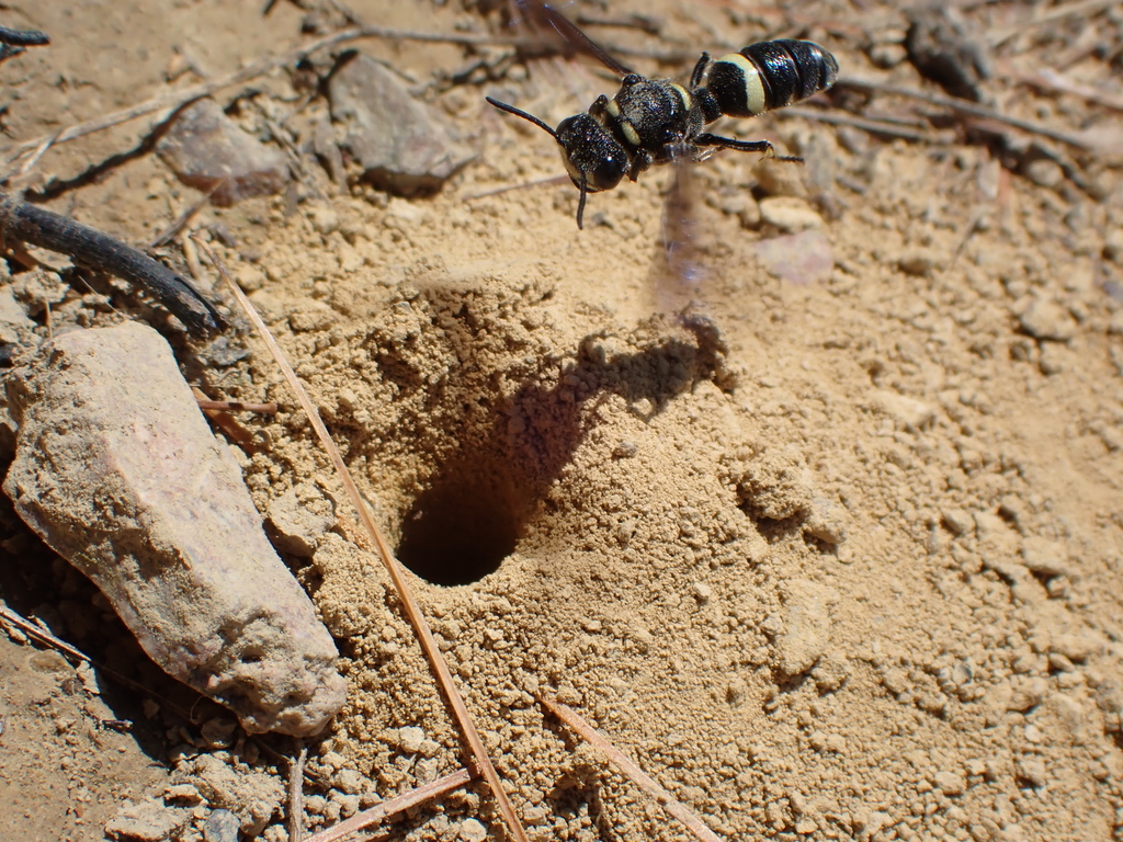 Smokey-winged Beetle Bandit Wasp