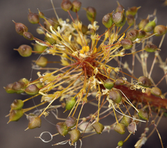 Cleomella plocasperma