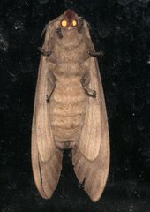 Paralebeda plagifera