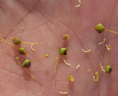 Cleomella plocasperma