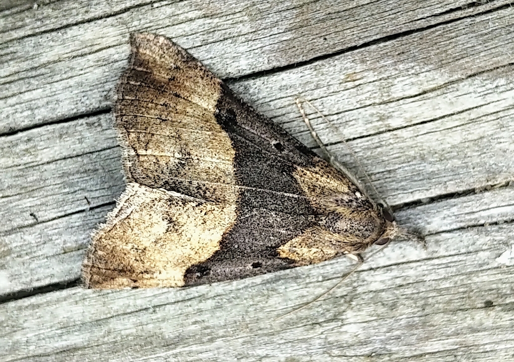 Large Bomolocha Moth
