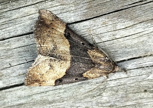Large Bomolocha Moth