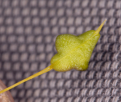 Cleomella plocasperma