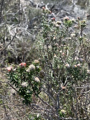 Phyliceae