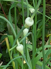 Allium sativum