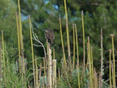 Campylorhynchus jocosus