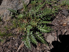 Pedicularis semibarbata