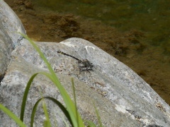 Phanogomphus kurilis