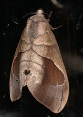 Paralebeda plagifera