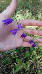 Campanula rapunculoides