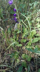 Campanula rapunculoides