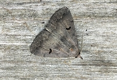 Phalaenostola hanhami