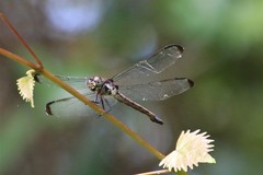 Libellula vibrans