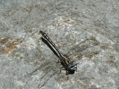 Phanogomphus kurilis